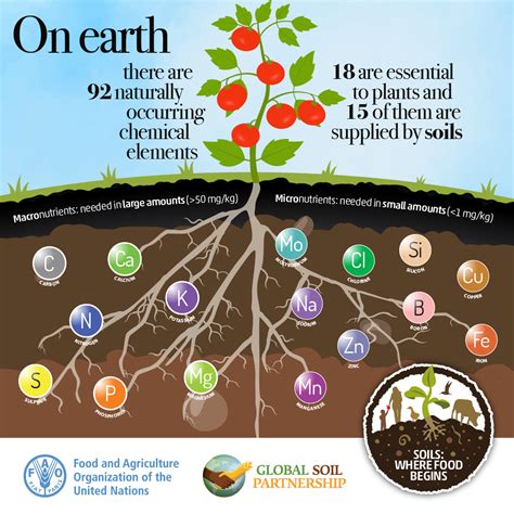 Soil: The Foundation of Agriculture .